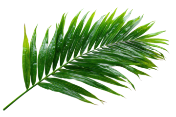 Realistic shadows of palm leaves isolated on white background. Decorative design elements for Summer Season. Vector transparent palm leaf shadow. Creative overlay effect for mockups