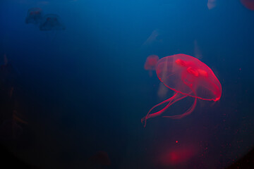 Naklejka premium Glowing red jellyfish swimming in blue-lit aquarium water.