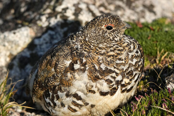 Rocky Mountain Ptarmigan at sunset