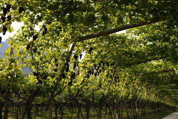 Weinrebe; Vitis vinifera,  Vernatsch,  Schiava