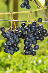 Weinrebe; Vitis vinifera,  Muscat Bleu