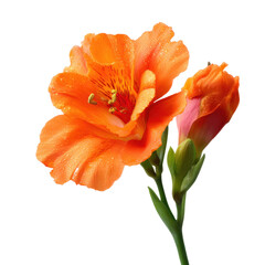Orange flower with green stem, isolated on white background. Beautiful blossom flower for summer decoration, Spring design elements, PNG, Cut out