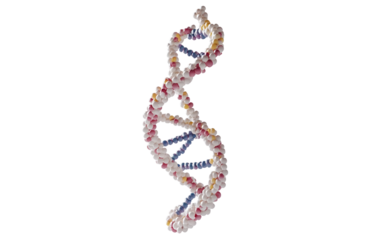 3D illustration of DNA helix with precise details for genetics research and educational purposes isolated on transparent background PNG