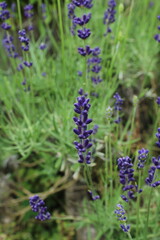 lavender flowers in provence