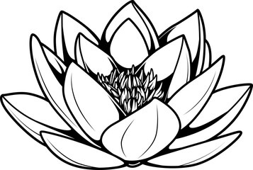 Schwarz-Weiß Illustration einer Lotusblüte in geöffneter Ansicht mit feinen Linien
