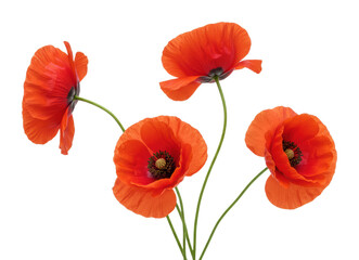 Vibrant poppy flowers arrangement nature studio floral bright botanical beauty isolated PNG