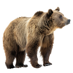 Fototapeta premium The extinct Atlas Bear from Africa isolated on a transparent background png