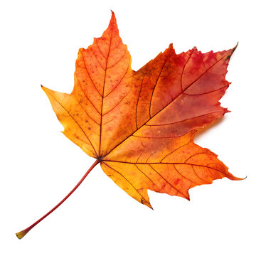 A single colorful autumn fall leaf isolated on a transparent background png