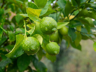 Fresh green lemons growing on tree branch covered in raindrops in orchard