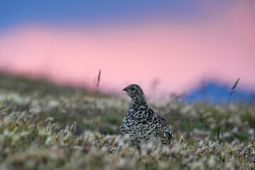 Ptarmigan at sunset in the Rocky Mountains