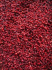 Fresh lingonberries background, red forest berries close-up, healthy organic food texture.