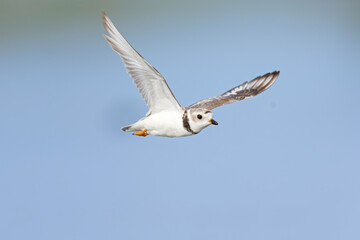 An adullt piping plover (Charadrius melodus) in flight.