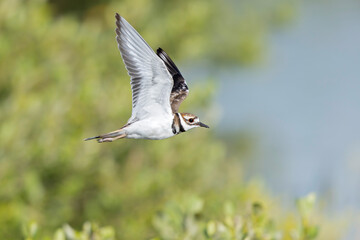 An adullt killdeer (Charadrius vociferus) in flight.