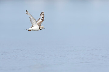 An adullt piping plover (Charadrius melodus) in flight.