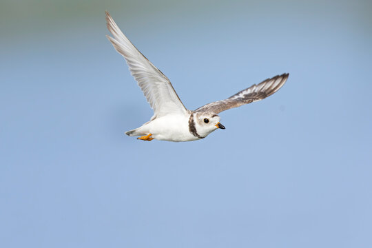 An adullt piping plover (Charadrius melodus) in flight.