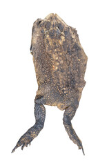 Obraz premium Top view of toad carcass or dead toad step on or crushed by car isolated on white background with clipping path
