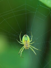 Green crab spider sitting on its web against a soft green background. Macro photo with shallow...