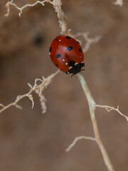 Ladybug on a dry plant branch with natural soft background, detailed macro image