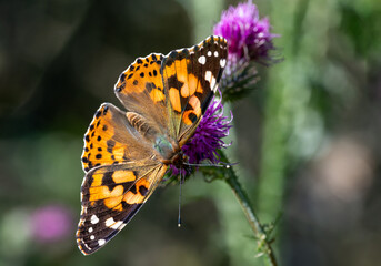 Painted Lady Butterfly on Thistle Flower