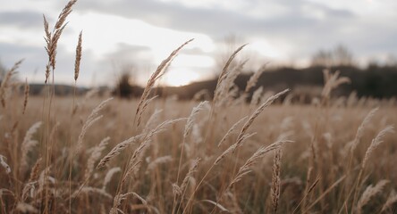 Whispering Wheat Fields. A Serene Landscape of Golden Grasses and Evening Sky.