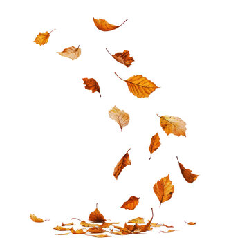 A pile of autumn leaves falling against a transparent background