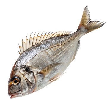 The prehistoric armored fish Bothriolepis fossil isolated on a transparent background png