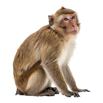 A brown and white capuchin monkey isolated on a transparent background png