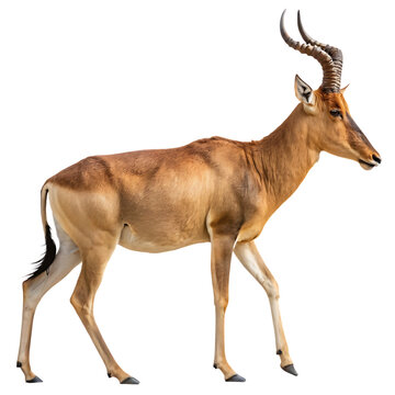 A single extinct Bubal Hartebeest from North Africa isolated on a transparent background png