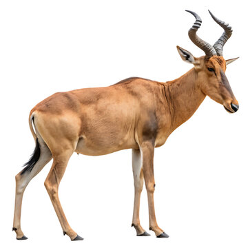 The extinct Bubal Hartebeest antelope mammal isolated on a transparent background png
