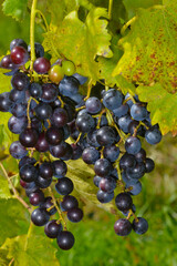 Weinrebe; Vitis vinifera,  Muscat Bleu