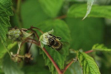 Blackberry flowers in the garden, Beautiful in spring bloom garden. Blackberry bush with white flowers, Blossoming blackberry bush and bee, sunny spring day
