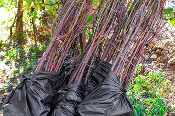 Bundles of tree seedlings packed in black polythene bags ready for planting in the garden or nursery