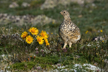 Ptarmigan with flowers at sunset