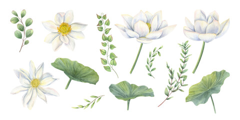 White lotus flower head, leaves and eucalyptus branches watercolor isolated illustration clip art. Blooming water lilies with greenery set for wedding stationery, Diwali decor, bouquet design.