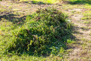 A pile of wilted tomatoes and weeds lies on dry grass after being pulled out of the garden. Garden...