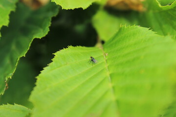 fly on leaf