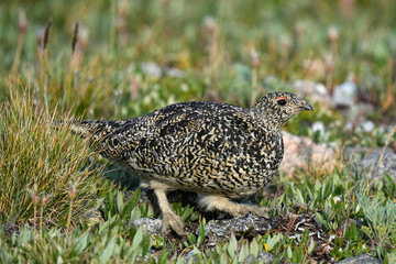Ptarmigan walking on tundra at sunset