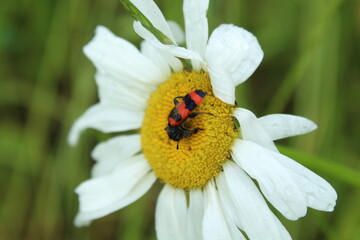 bee on a flower