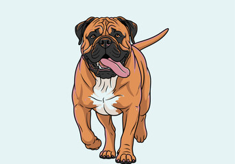 An illustration of a brown Bullmastiff dog walking forward with its tongue out.