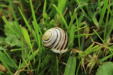 snail on a leaf