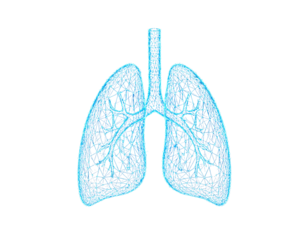 Digital Wireframe Human Lungs with Particle Effect, isolated on a transparent background