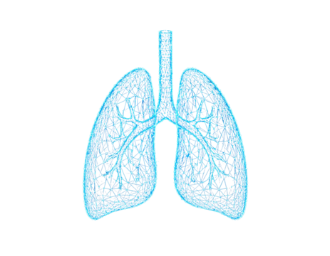 Digital Wireframe Human Lungs with Particle Effect, isolated on a transparent background