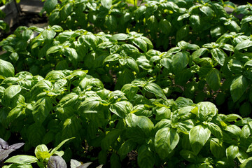 Rows of young basil growing in a greenhouse. Concept of growing natural food.