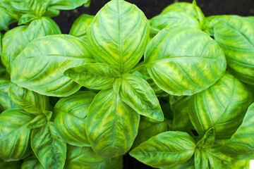 Green basil growing in the garden, close-up.. fresh basil leaves on the ground.