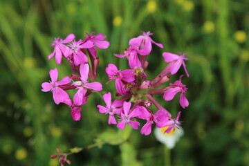 purple flowers in the garden
