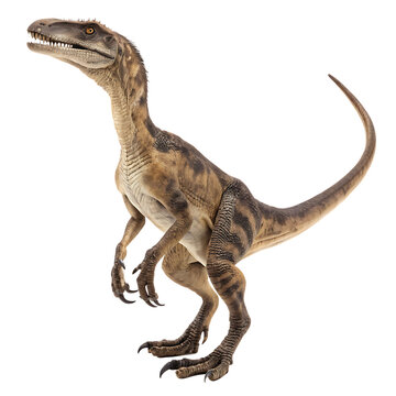 The feathered Deinonychus raptor dinosaur with terrible claw isolated on a transparent background png