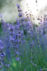Lavandula, lavender,  is used in landscaping as an ornamental plant for gardens and flower beds, attracting bees and butterflies while adding color, fragrance, and structure to outdoor spaces.