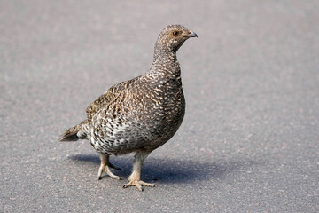 Dusky Grouse Hen walking