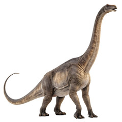 Fototapeta premium A Diplodocus a very long sauropod dinosaur isolated on a transparent background png