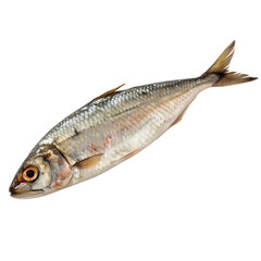 Fototapeta premium An Eusthenopteron a prehistoric lobe-finned fish isolated on a transparent background png